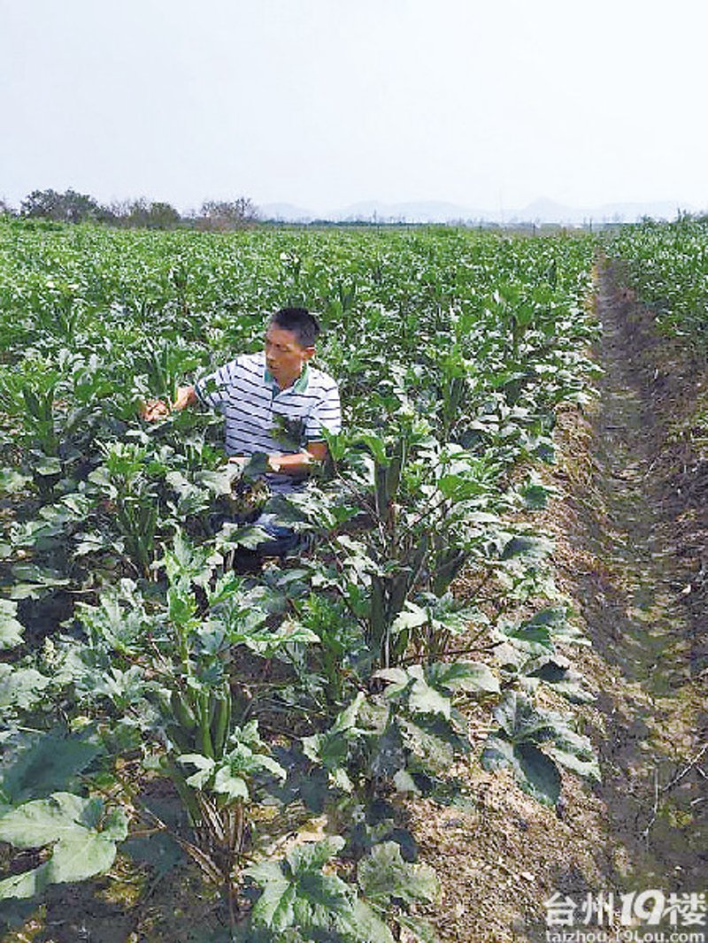 临海蔬菜批发市场：传统与现代的碰撞